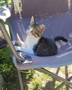 Котенята охайна киця безкоштовно Козятин