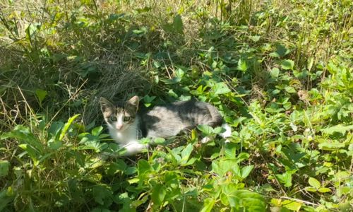Котенята охайна киця безкоштовно Козятин
