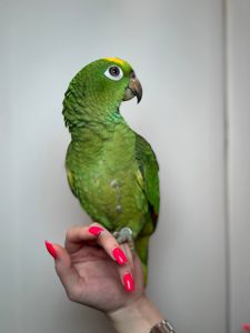 Ручний розмовляючий амазон, жовтолобий амазон, суринамський амазон, розумний папуга, зелений папуга