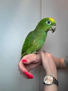 Ручний розмовляючий амазон, жовтолобий амазон, суринамський амазон, розумний папуга, зелений папуга