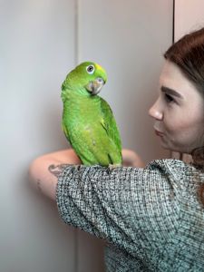 Ручний розмовляючий амазон, жовтолобий амазон, суринамський амазон, розумний папуга, зелений папуга