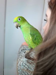 Ручний розмовляючий амазон, жовтолобий амазон, суринамський амазон, розумний папуга, зелений папуга