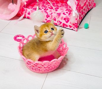 Британська золота шиншилла