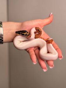 Королівський пітон регіус, ручні змійки для новачків, кулястий пітон, пітон-мяч