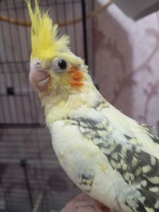 Продам малышей карелл