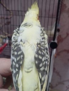 Продам малышей карелл