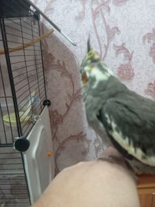 Продам малышей карелл