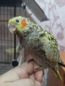 Продам малышей карелл