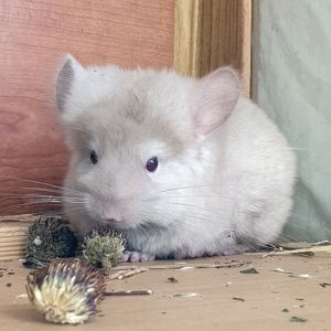 Маленькая самочка шиншиллы Бежевая ангора