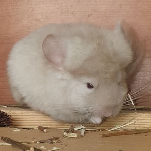 Маленькая самочка шиншиллы Бежевая ангора