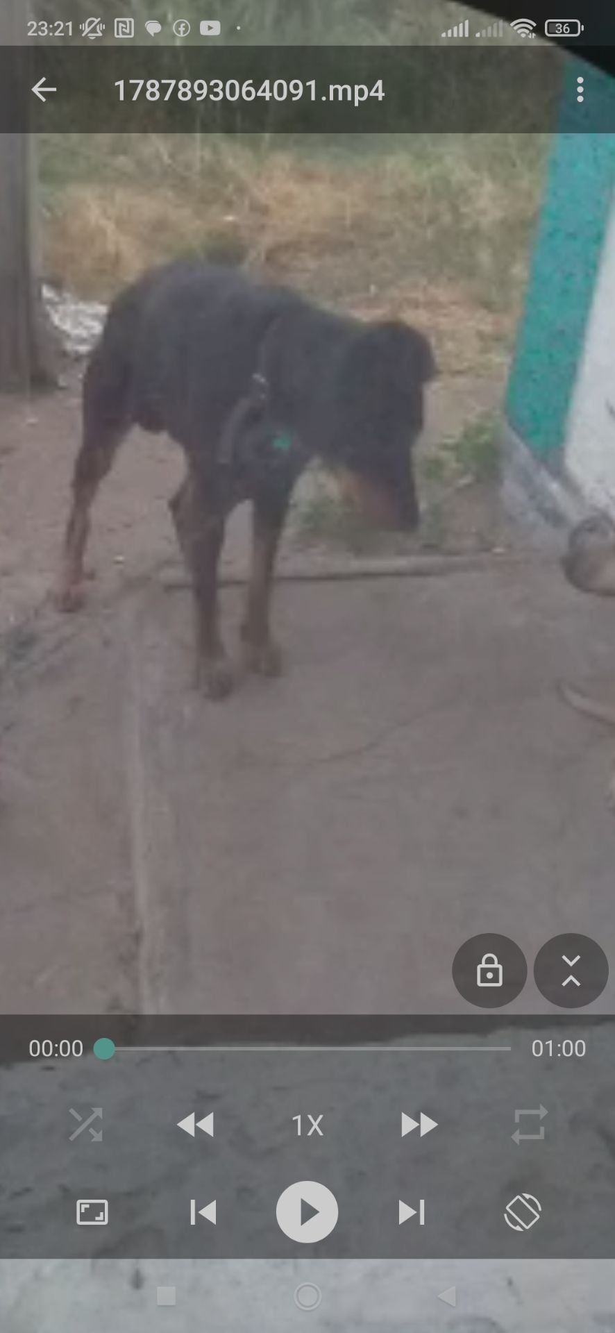 Продам собаку, в добрі руки