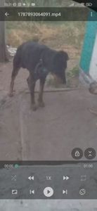 Продам собаку, в добрі руки