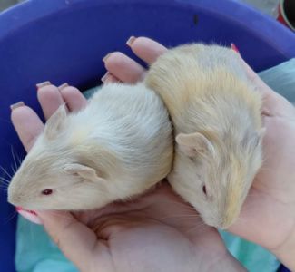 Морські свинки розетки та короткошерстні