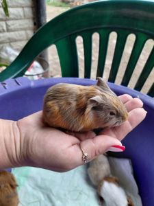 Морські свинки розетки та короткошерстні