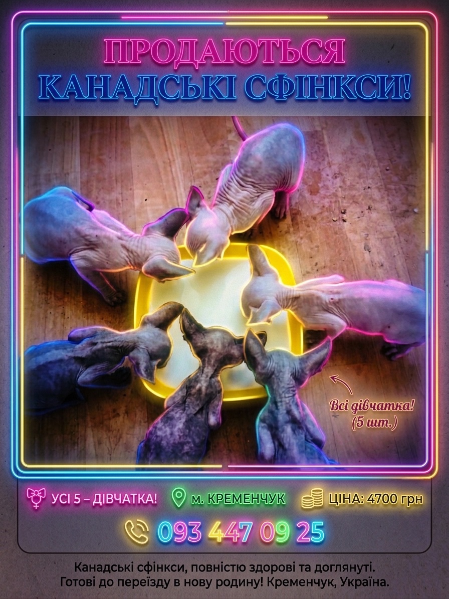 Продадим кошенят породы канадский сфинкс