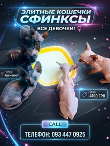 Продадим кошенят породы канадский сфинкс