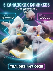 Продадим кошенят породы канадский сфинкс