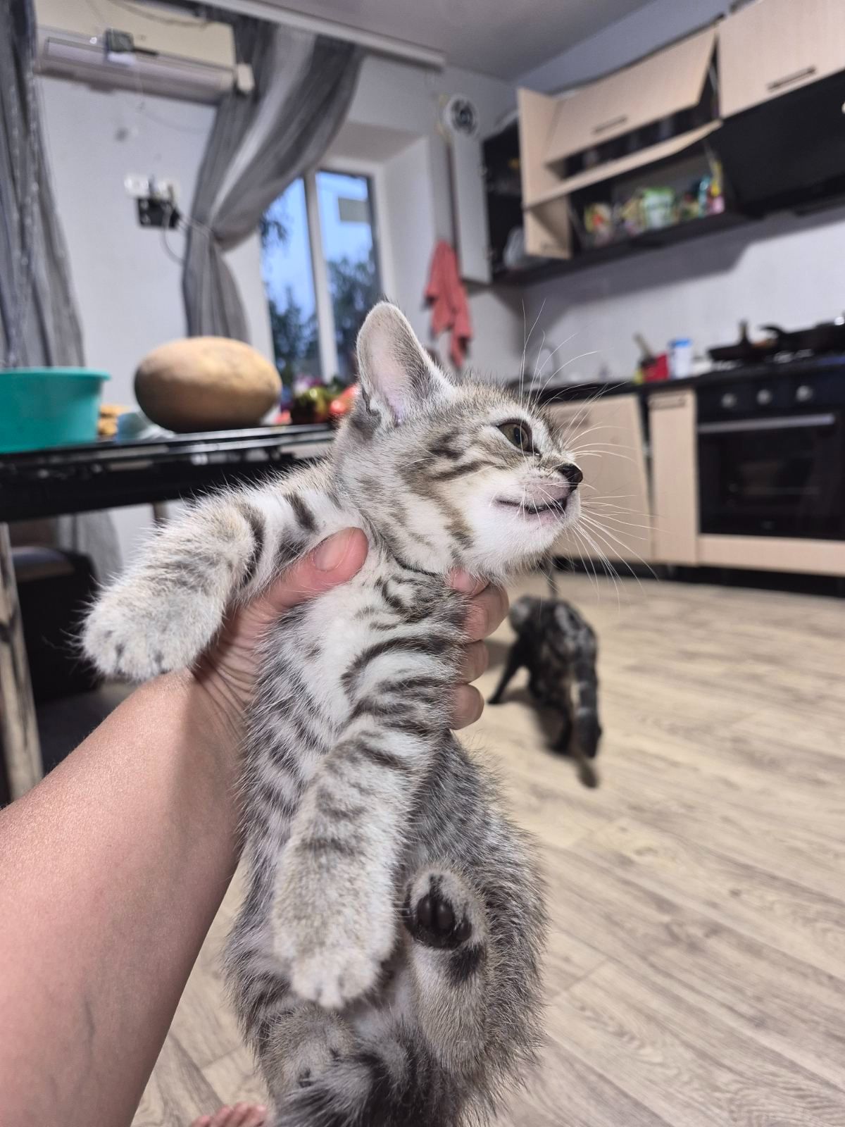 Продам кошенят