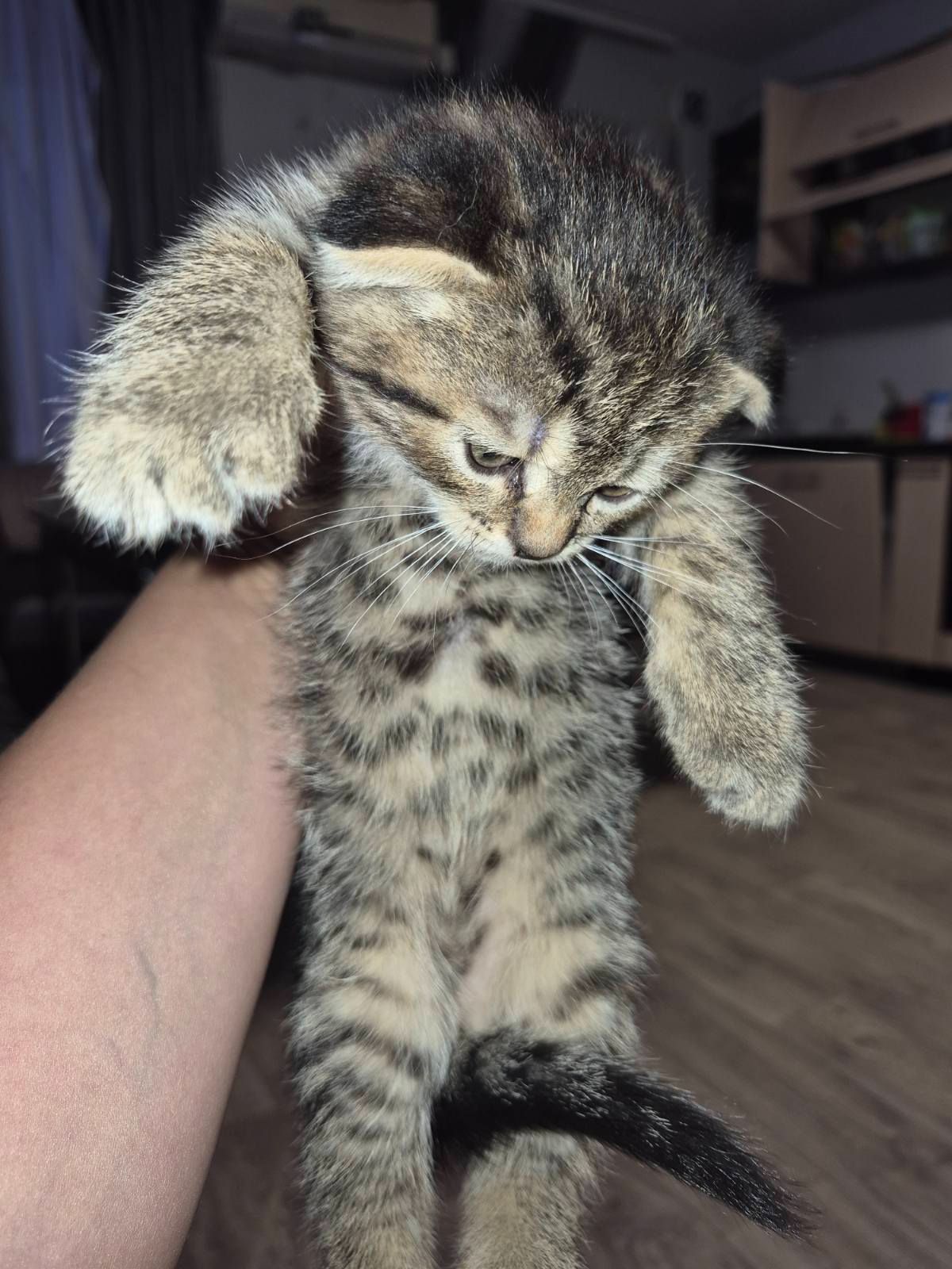 Продам кошенят