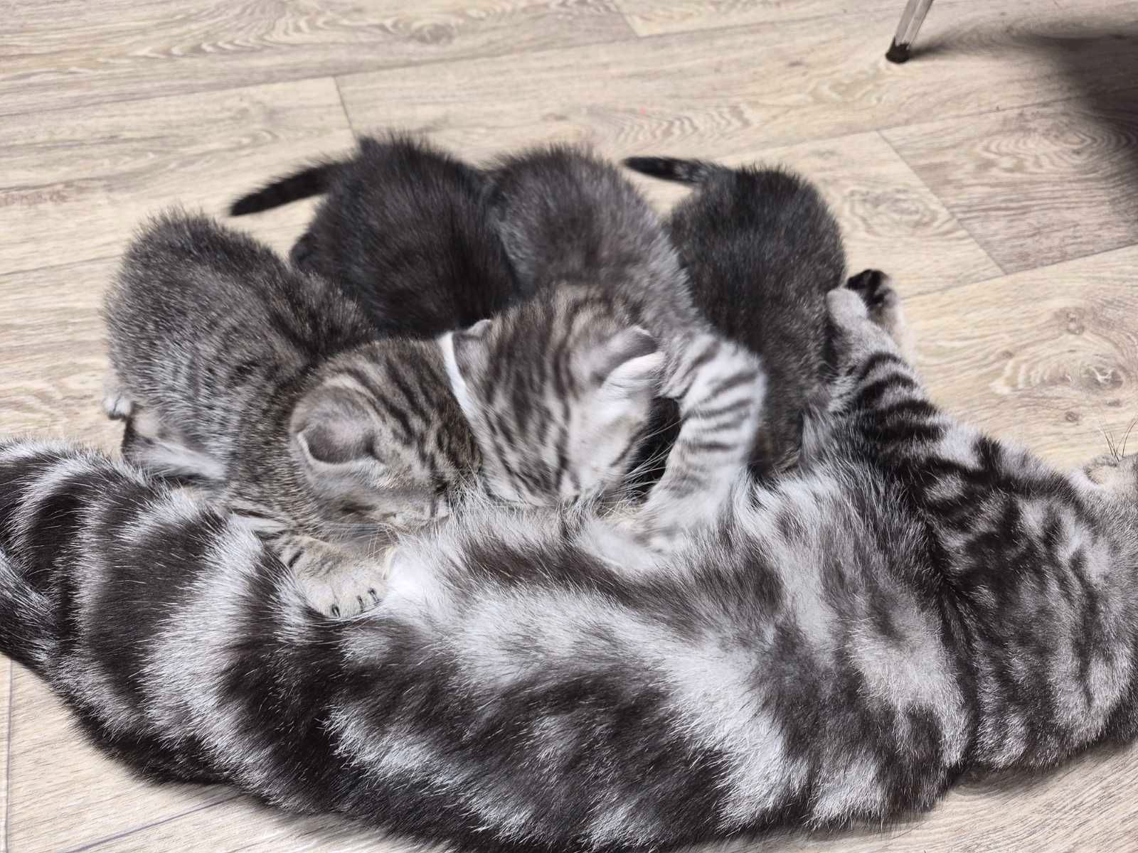 Продам кошенят