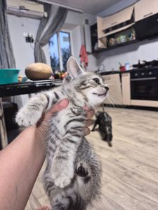 Продам кошенят
