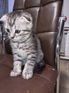 Продам кошенят