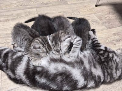 Продам кошенят