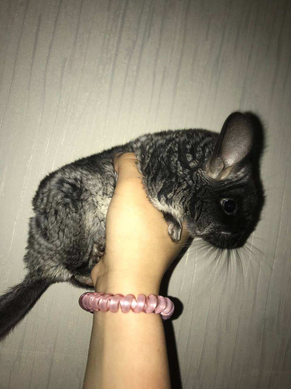 Хлопчик шиншила 3 місяці