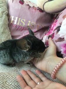 Хлопчик шиншила 3 місяці