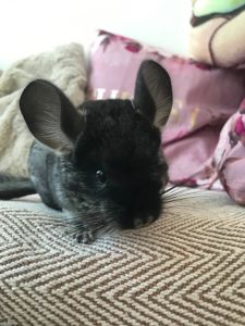 Хлопчик шиншила 3 місяці