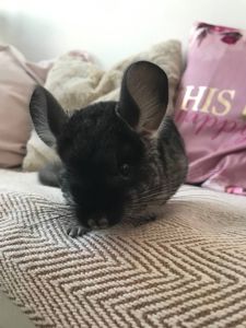 Хлопчик шиншила 3 місяці