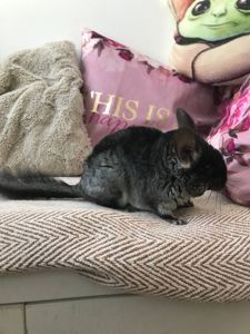 Хлопчик шиншила 3 місяці