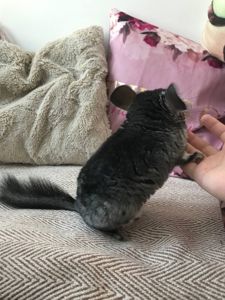 Хлопчик шиншила 3 місяці