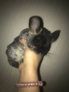 Хлопчик шиншила 3 місяці