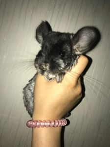 Хлопчик шиншила 3 місяці