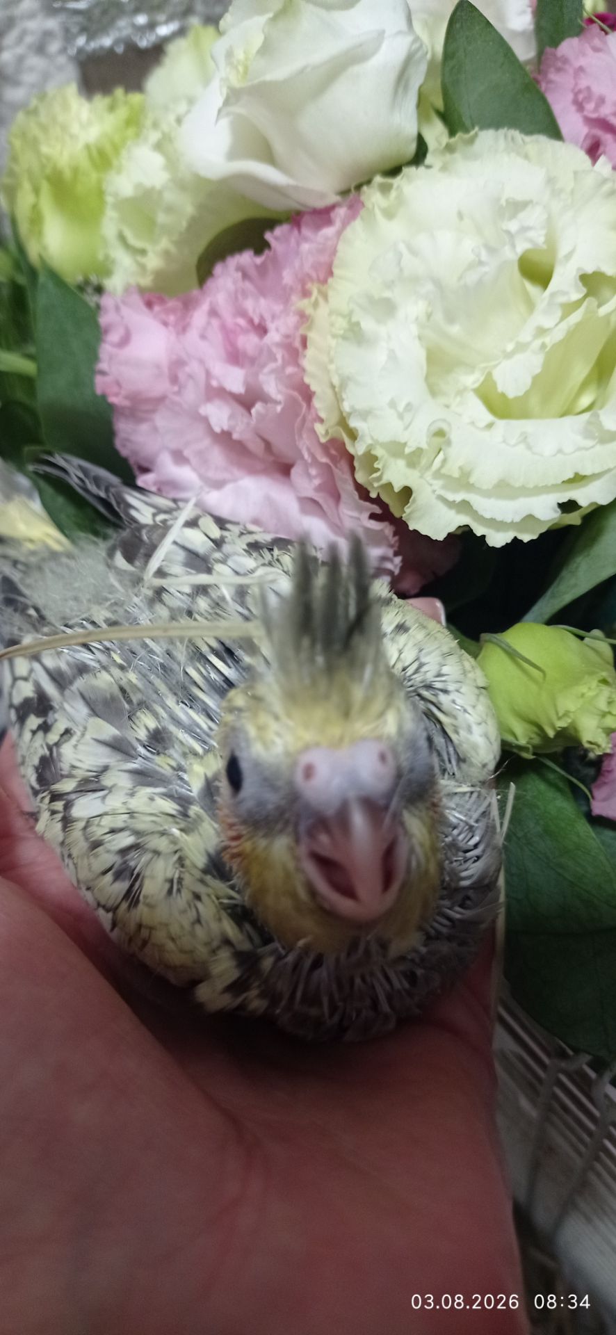 Корела малюки до місяця