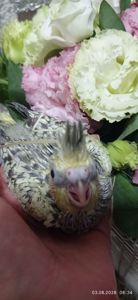 Корела малюки до місяця