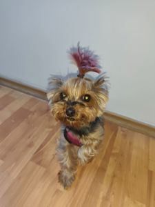 Йорк йоркширський тер'єр дівчинка Yorkshire terrier yorkie female girl