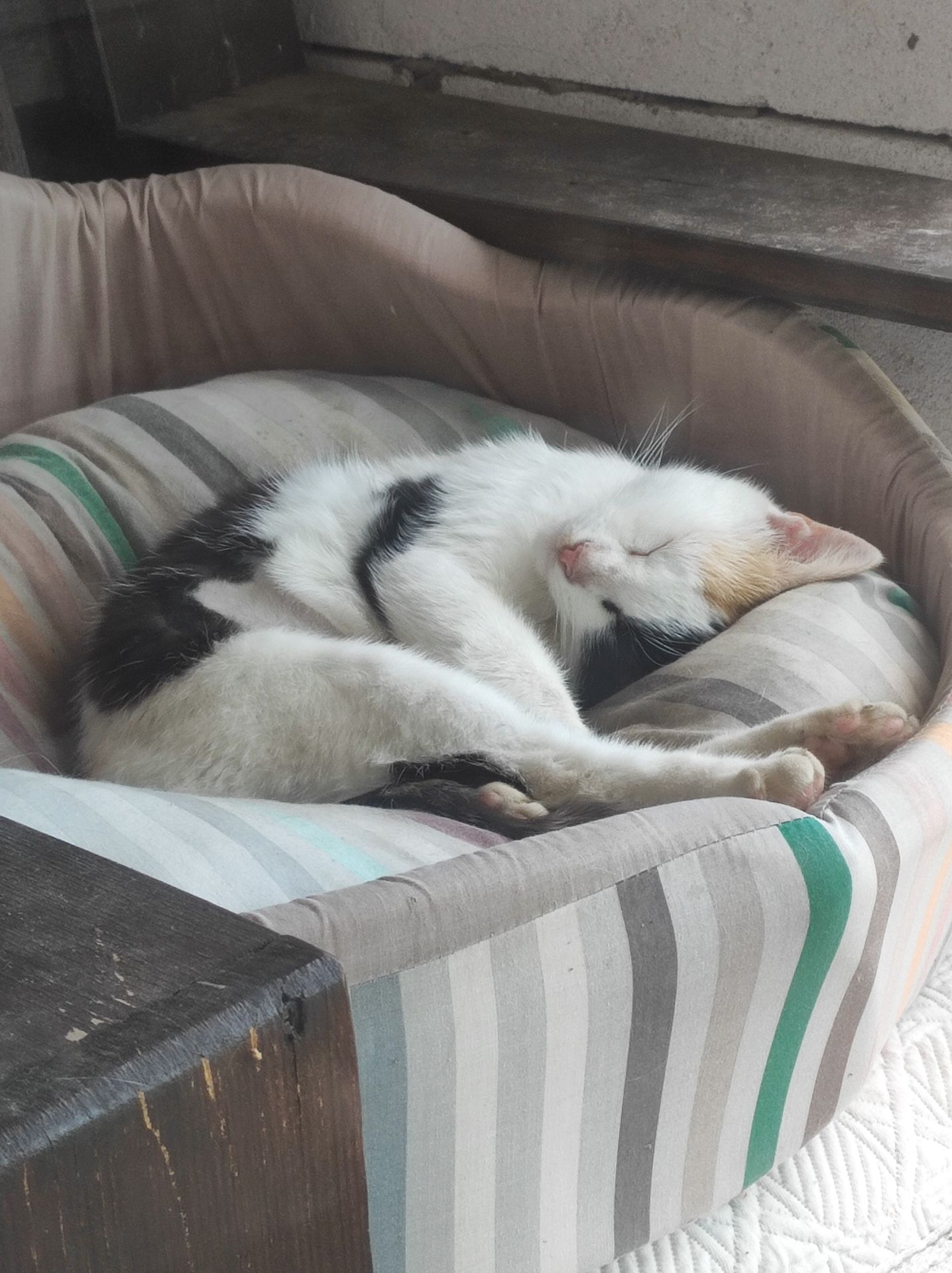 Молода стерилізована кішечка шукає люблячу родину ❤️🐾