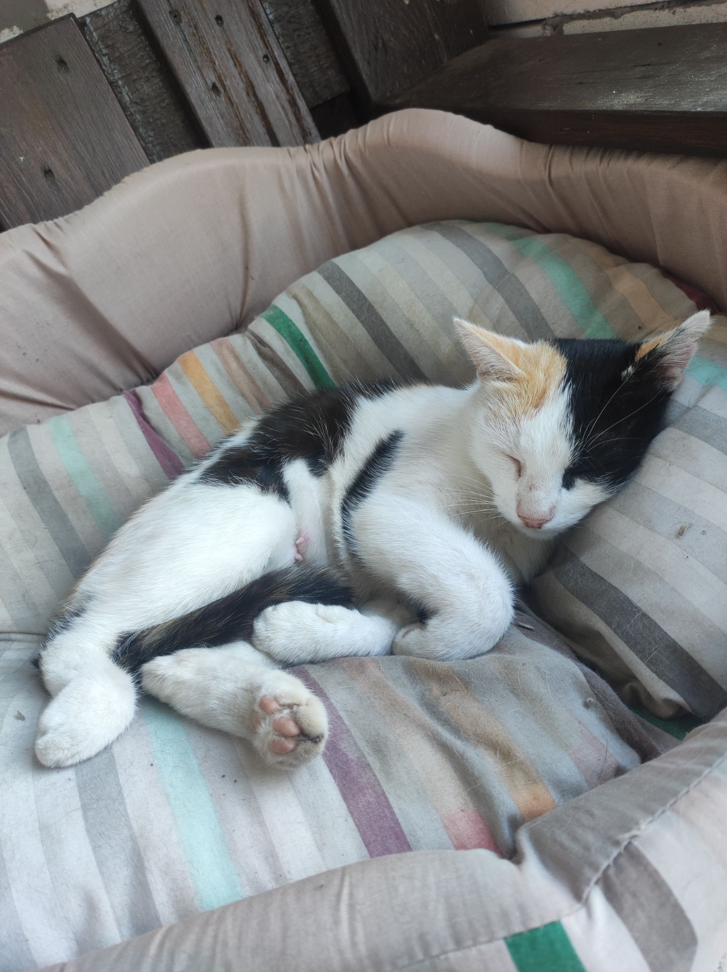 Молода стерилізована кішечка шукає люблячу родину ❤️🐾