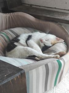 Молода стерилізована кішечка шукає люблячу родину ❤️🐾