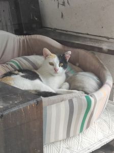 Молода стерилізована кішечка шукає люблячу родину ❤️🐾