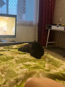 Кошеня в добрі руки. З доставкою