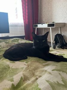 Кошеня в добрі руки. З доставкою