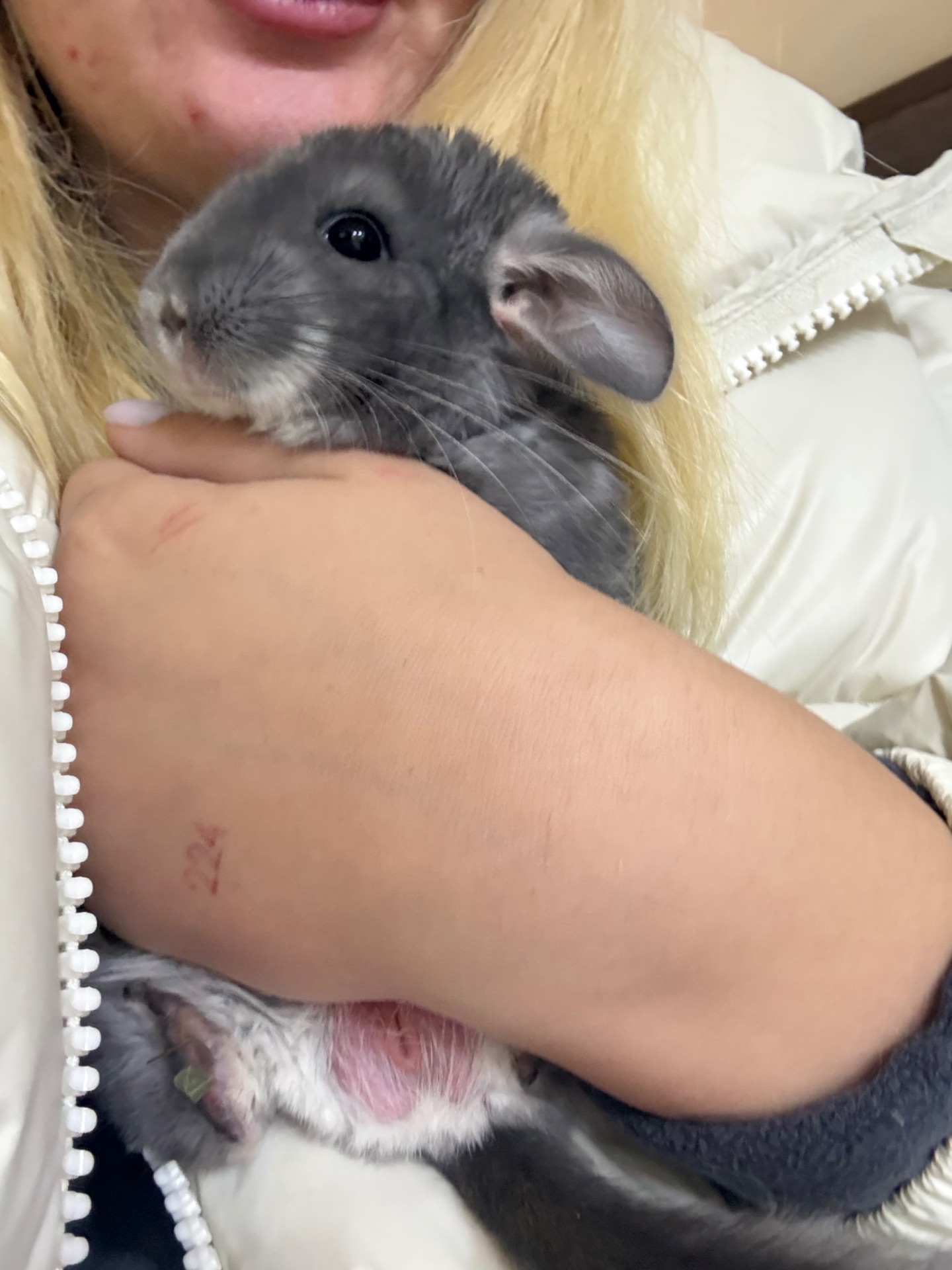 Хлопчик шиншили фіолет