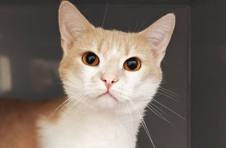 Персик
