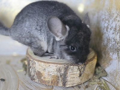 Маленькие Шиншиллята и молодые Шиншиллы в наличии))