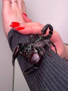 Домашній скорпіон, скорпіон petersi, ручний скорпіон, Гетерометрус Петерсі, geterometrus-petersi