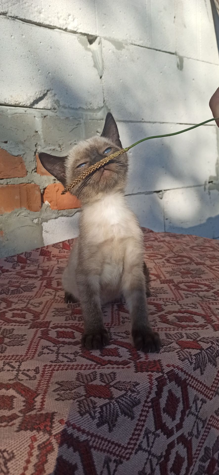 Метис сіамської кішки