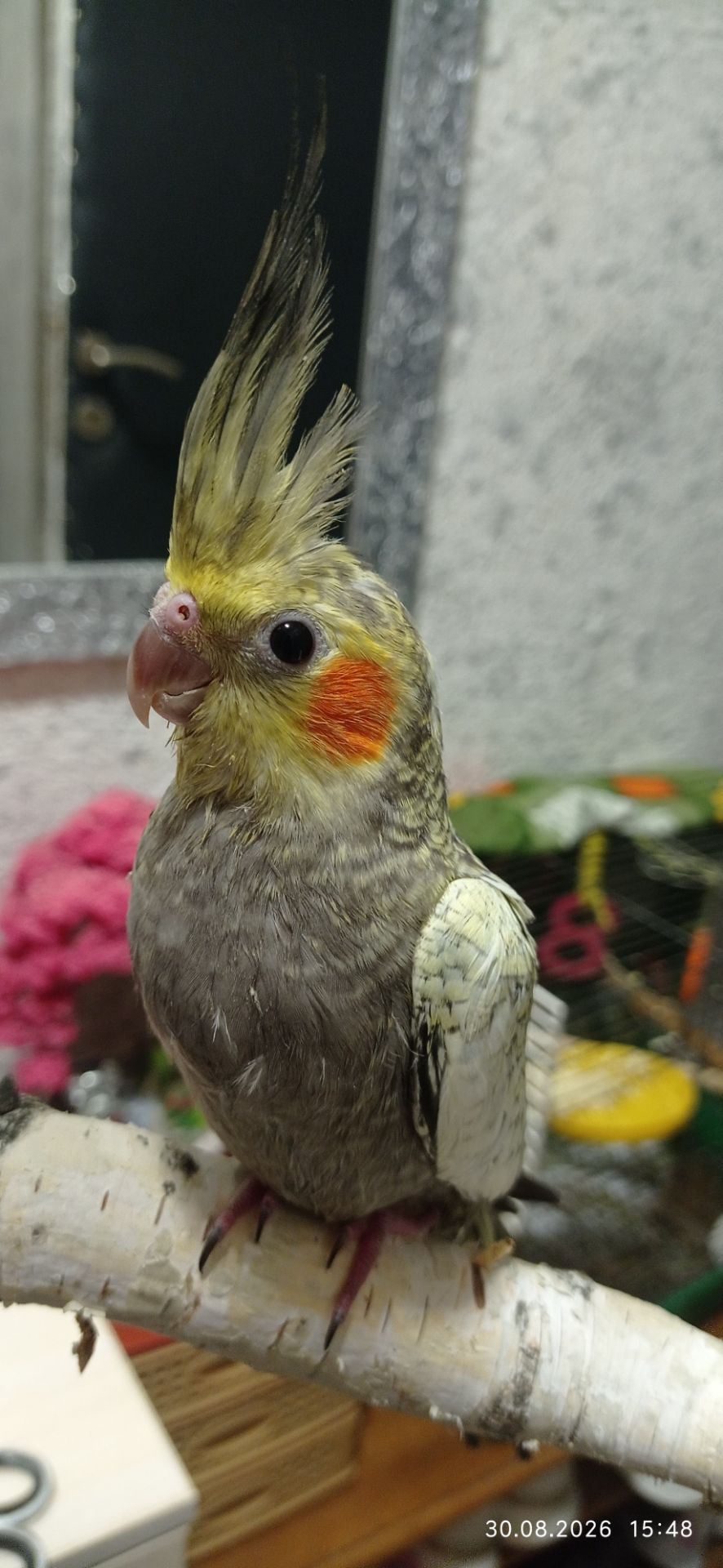Корела пташеня Фіма